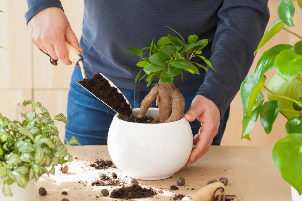 gardening, planting at home. man relocating ficus houseplant gardening, planting at home. man relocating ficus houseplant ficus microcarpa bonsai stock pictures, royalty-free photos & images