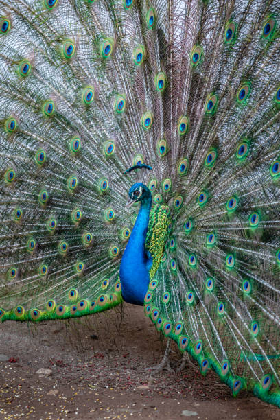 istock Peacock showing off his beautiful fanned out tail 1220079417