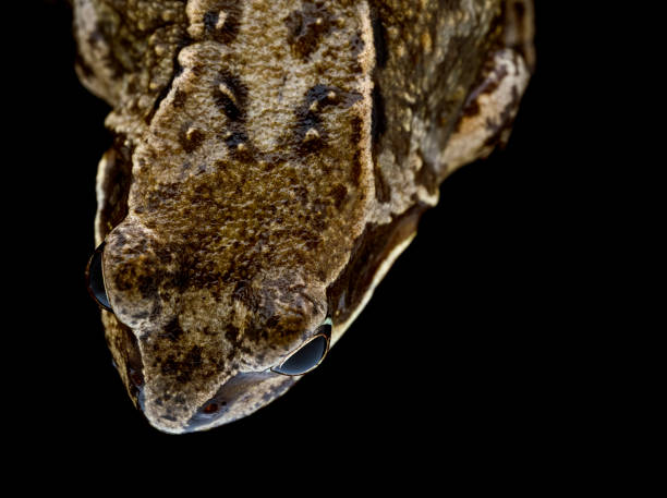 istock Frog showing large eyes and skin texture 1220079459