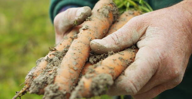 z bliska strzał starszego mężczyzny rolnik ręce zbioru świeżych marchewek biologicznych w ekologicznym ogrodzie gospodarstwa wiejskiego. - biologic food grainy cereal plant zdjęcia i obrazy z banku zdjęć