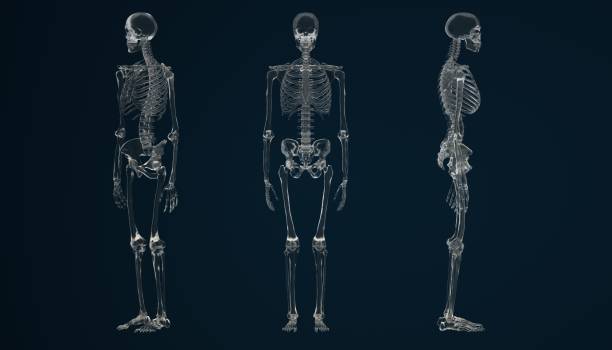 istock 3d render of a futuristic looking glass skeleton 1220080084