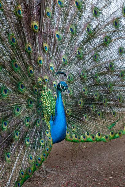 istock Peacock showing off his beautiful fanned out tail 1220080159