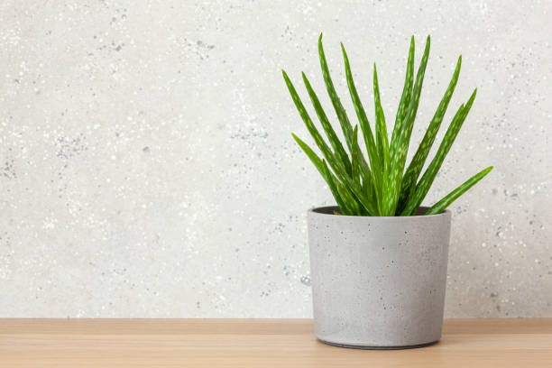 istock green houseplants succulent aloe vera 1220080289