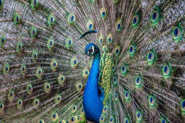 istock Peacock showing off his beautiful fanned out tail 1220081153