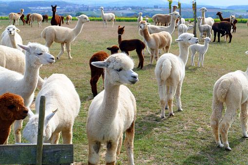 Cute Alpaca face in farm, focus on eyes, close-up with copy space.