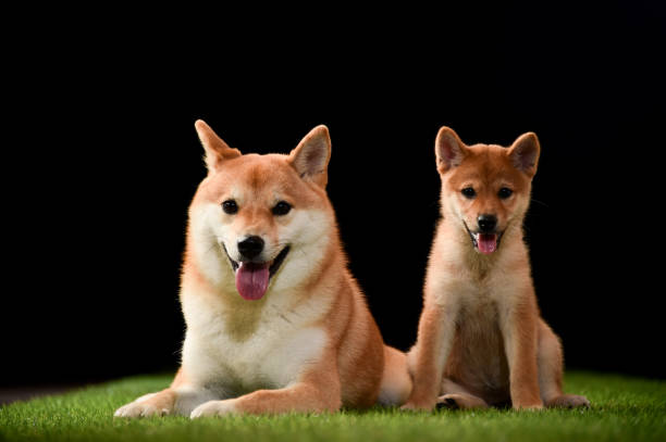 istock Shiba Inu as a model 1220081604