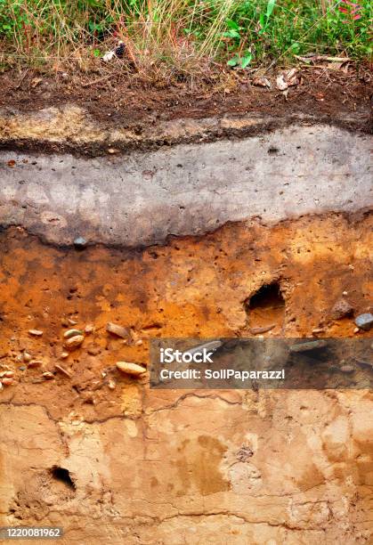Soil Profile Of A Podzol Or Spodosol Near Bippen In Northwestern Germany Stock Photo - Download Image Now