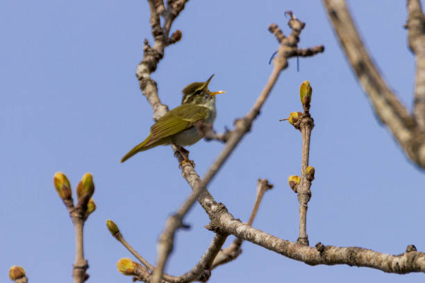istock A small green warbler sits on a tree branch with open leaves in early spring on a sunny day. 1220082318
