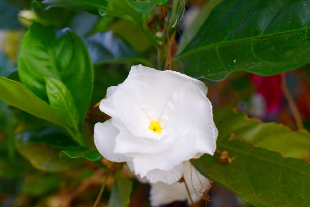 istock Beautiful white flower with green leaves, nature background 1220084645