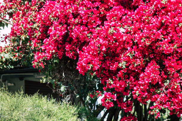 istock Colors of Cyprus 1220084685