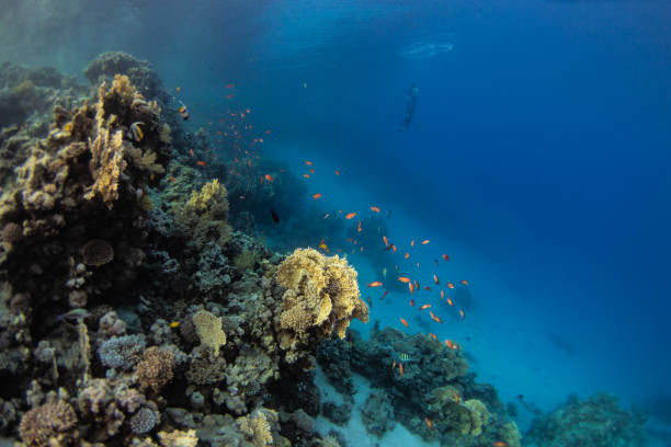 istock Tropical Corals Reef in Crystal Clear Blue Water 1220085294