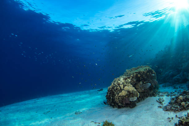istock Tropical Corals Reef in Crystal Clear Blue Water 1220085304
