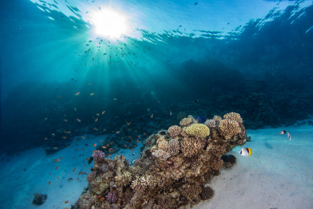 istock Tropical Corals Reef in Crystal Clear Blue Water 1220085321