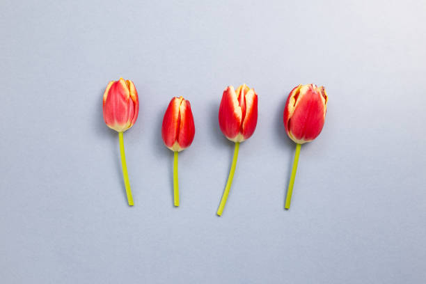 istock Red tulip flowers on gray blue background. Floral composition, flat lay, top view, copy space 1220085390