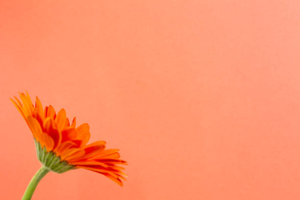 オレンジ色のガーベラの花とオレンジ色の背景。花の構成、コピースペース - flower sparse single flower gerbera daisy ストックフォトと画像