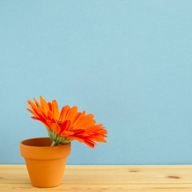 orange gerbera blume auf holztisch mit blauem hintergrund. floral komposition, kopierraum - flower sparse single flower gerbera daisy stock-fotos und bilder