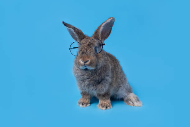 istock Cute baby rabbit, gray brown Easter wearing glasses on a blue background. Educational concept 1220085921