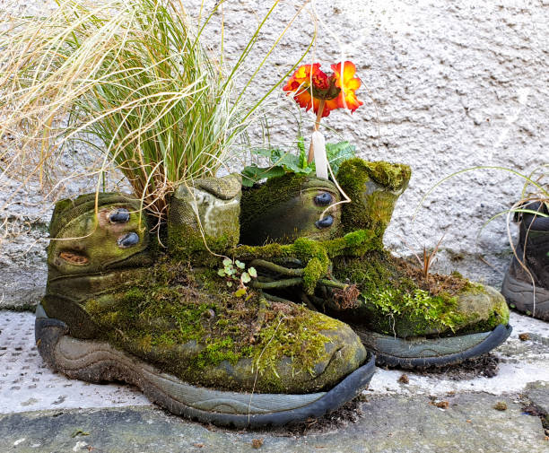 Hiking boots as pot for flowers in Scotland stock photo