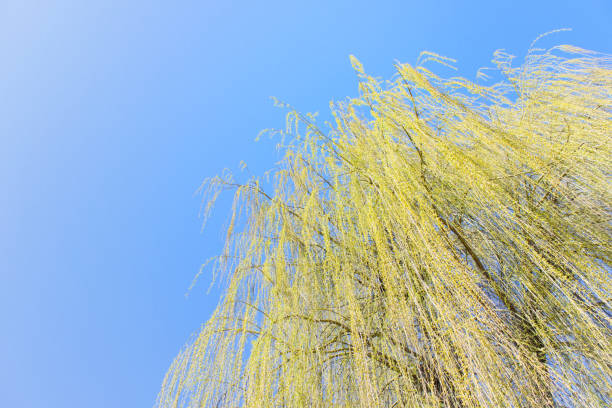Willow tree with long branches on the background of clear blue sky.