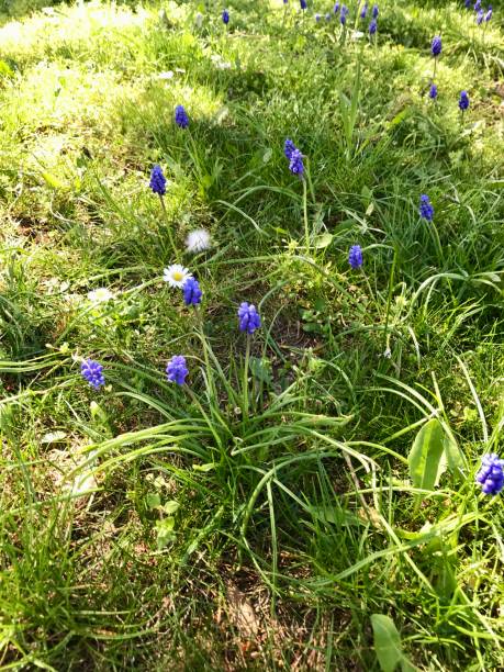 istock Closeup in a colorful blooming spring backyard garden around easter season with beautiful wildflower blossom of grape hyacinth (blue muscari, bluebells) amongst green weed lawn 1220089017