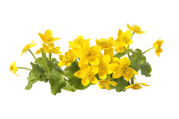 Marsh Marigold, Caltha Palustris isolated on white background. Wild yellow spring flowers growing in  marshes, fens, ditches and wet woodland. perennial stock pictures, royalty-free photos & images