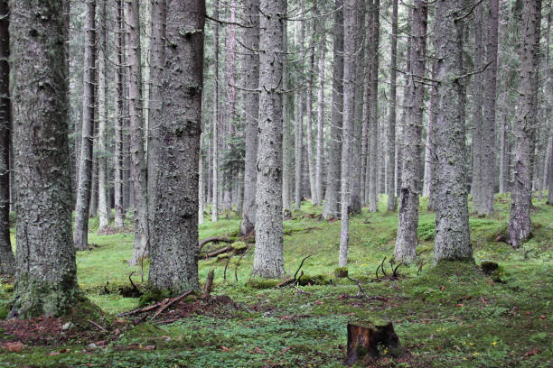 istock Pine tree forest in Transylvania, Romania 1220090626