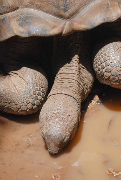 istock The giant tortoise of Mauritius 1220091200