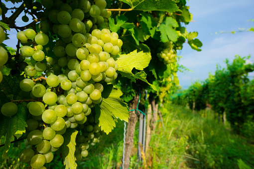 Tuscan vineyards in Cenaia, Pisa, Tuscany, Italy. Springtime. Focus on foreground