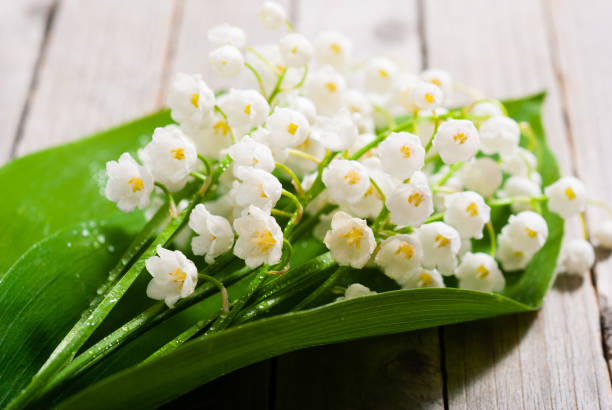 istock Lily of the valley 1220093624