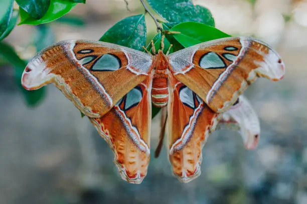 Photo of Giant Atlas Moth