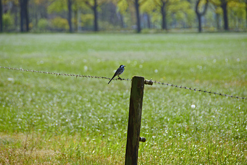 Single white wagtail bird resting on barbed wire and peeking around.
