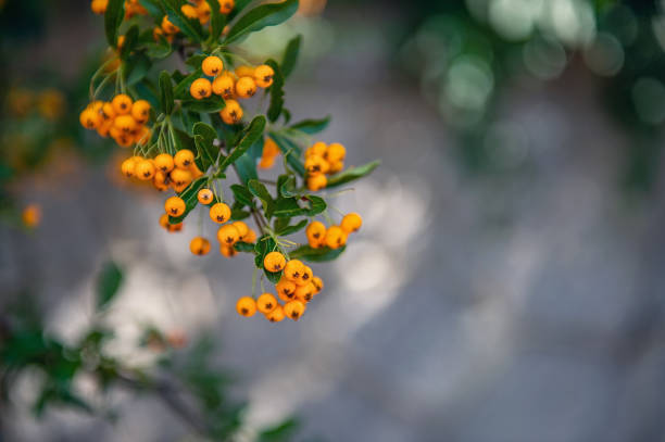 Pyracantha yellow berries on the branches. Firethorn Pyracantha coccinea berries on blurred background. Ripe fruits in the autumn garden. Copy space.