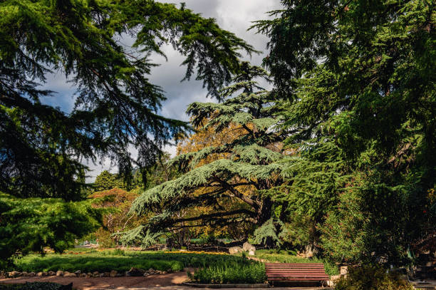 istock Bench in the Park among the tall conifers. Camping alone 1220095517