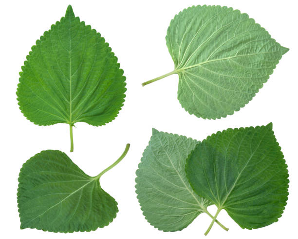 참깨 잎, 흰색 배경에 고립, 흰색에 한국 녹색 시소 들깨 잎 - shiso 뉴스 사진 이미지