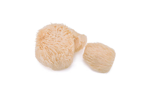 istock lion mane mushroom isolated on white background 1220096978