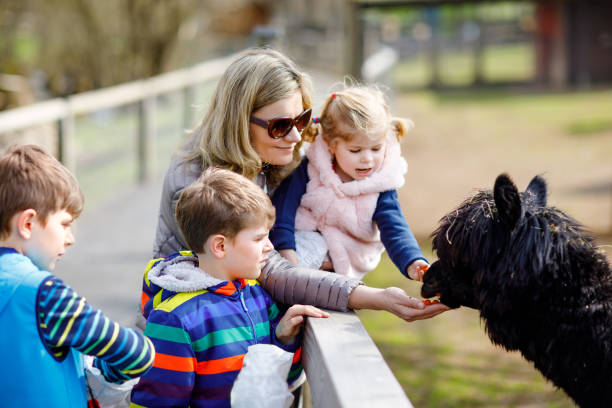 cute toddler girl, two little school kids boys and young mother feeding lama and alpaca on a kids farm. three children petting animals in the zoo. woman with sons, daughter together on family weekend - zoo child llama animal imagens e fotografias de stock