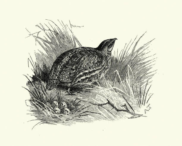 ヨーロッパウズラ イラストのストックフォト