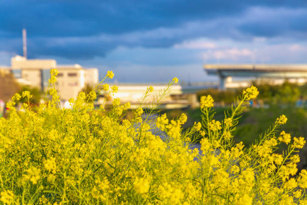 istock Beautiful rape blossoms blooming on the river 1220101079