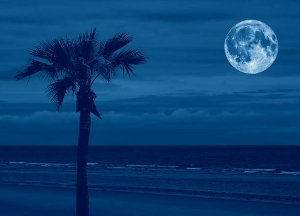 istock beach with palm tree and sea at night 1220101089