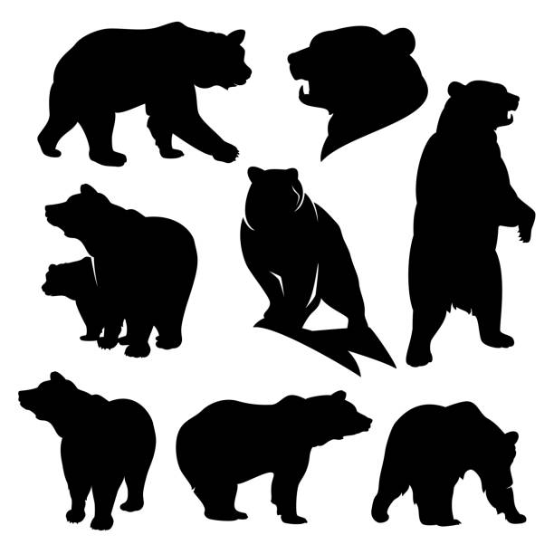 grizzly bear detailed black and white vector silhouette set wild grizzly and brown bear silhouette set - walking, standing, rearing up animals black vector outlines bear clipart stock illustrations
