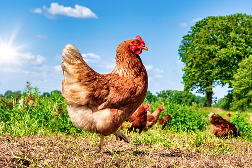 Free range chickens pecking in the grass, looking for food on a sunny day