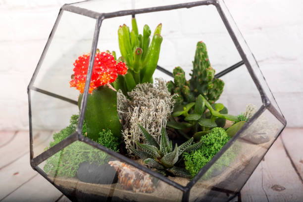 Vaso in florarium di vetro con piante succulente - foto stock