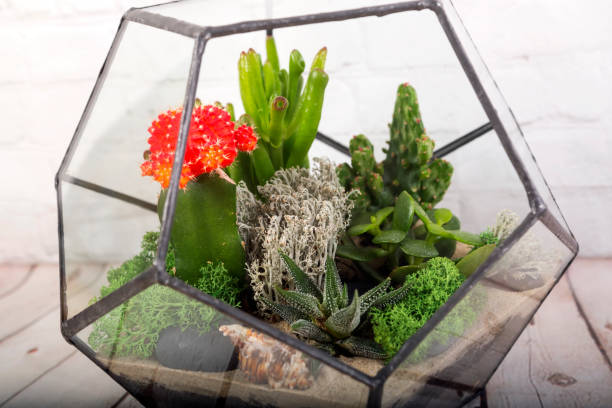 Vaso de florarium de vidro com plantas suculentas - foto de acervo