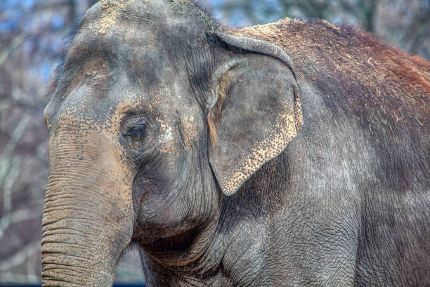 눈을 감은 코끼리 - animal close up elephant animal eye 뉴스 사진 이미지