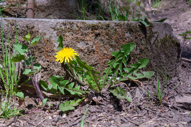 istock dandelion flower growing in the spring 1220103841