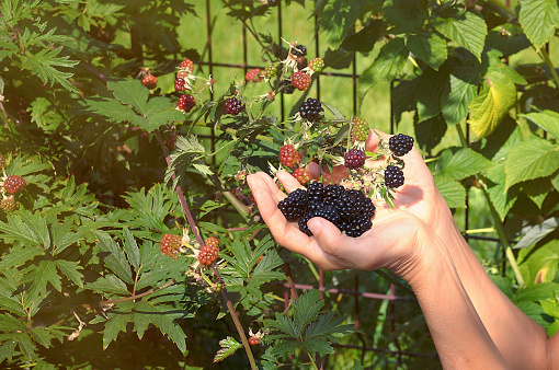 Female hand is holding a mature ripe berry with a blackberry bush. Organic farming subsistence concept. DIY gardening and harvest concept. Farm, bio, vegan eco natural berries