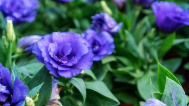 violet lisianthus flor em um jardim. - violet blossom spring nature - fotografias e filmes do acervo