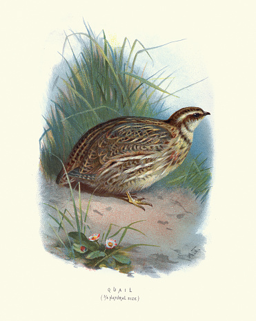 Vintage engraving of a common quail, or European quail, is a small ground-nesting game bird in the pheasant family Phasianidae.
