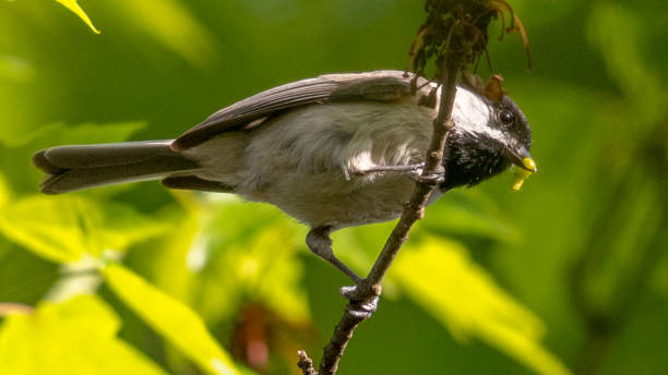 istock Virginia Chickadee bird on a branch 1220105798