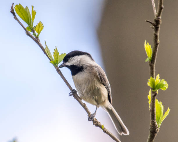 istock Virginia Chickadee bird on a branch 1220105826